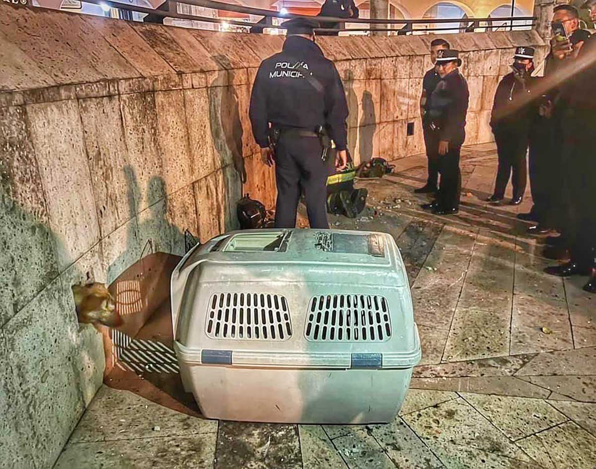 Bomberos rescatan a familia de cachorros en los portales de Toluca
