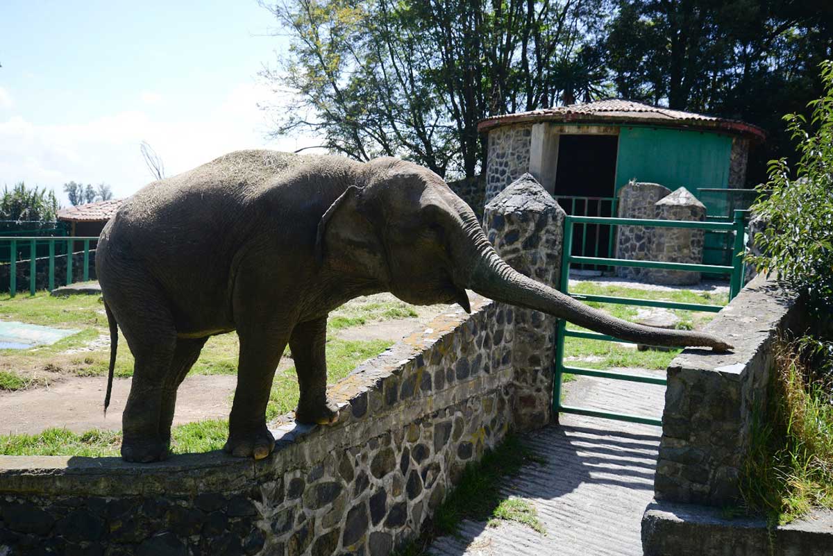 Se va la elefanta Bireki de Zacango a un santuario en Sinaloa