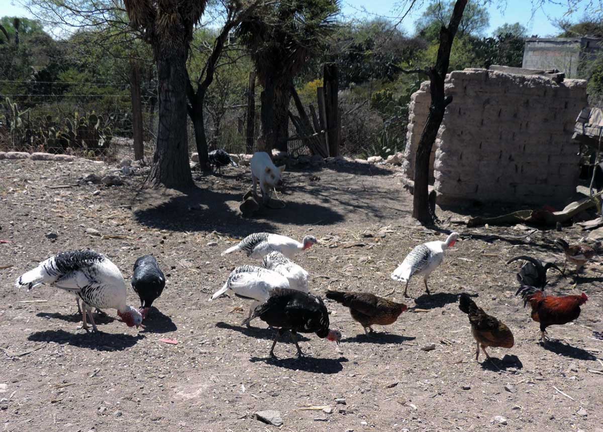 Ganadería en el patio de mi casa…
