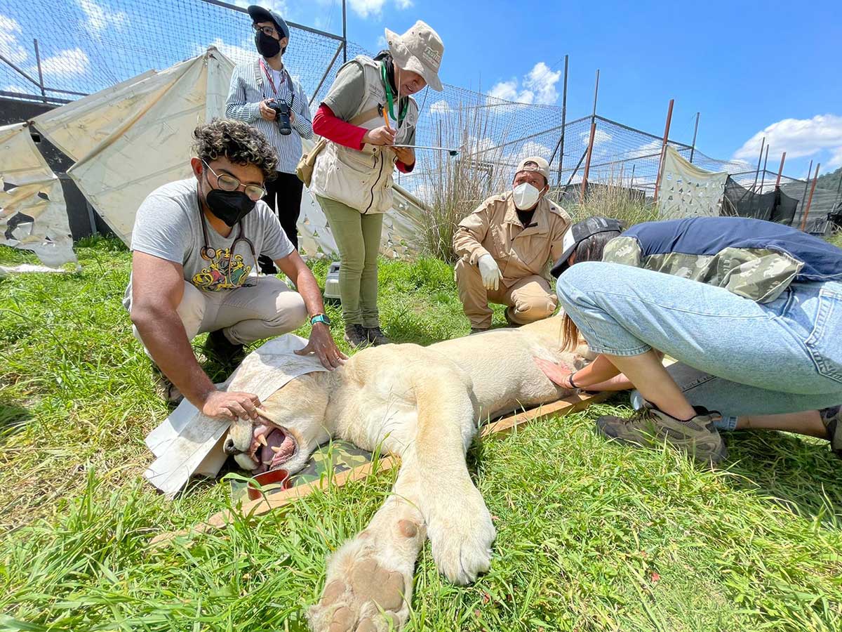 Se recuperan en Zacango cinco felinos rescatados de El Ajusco