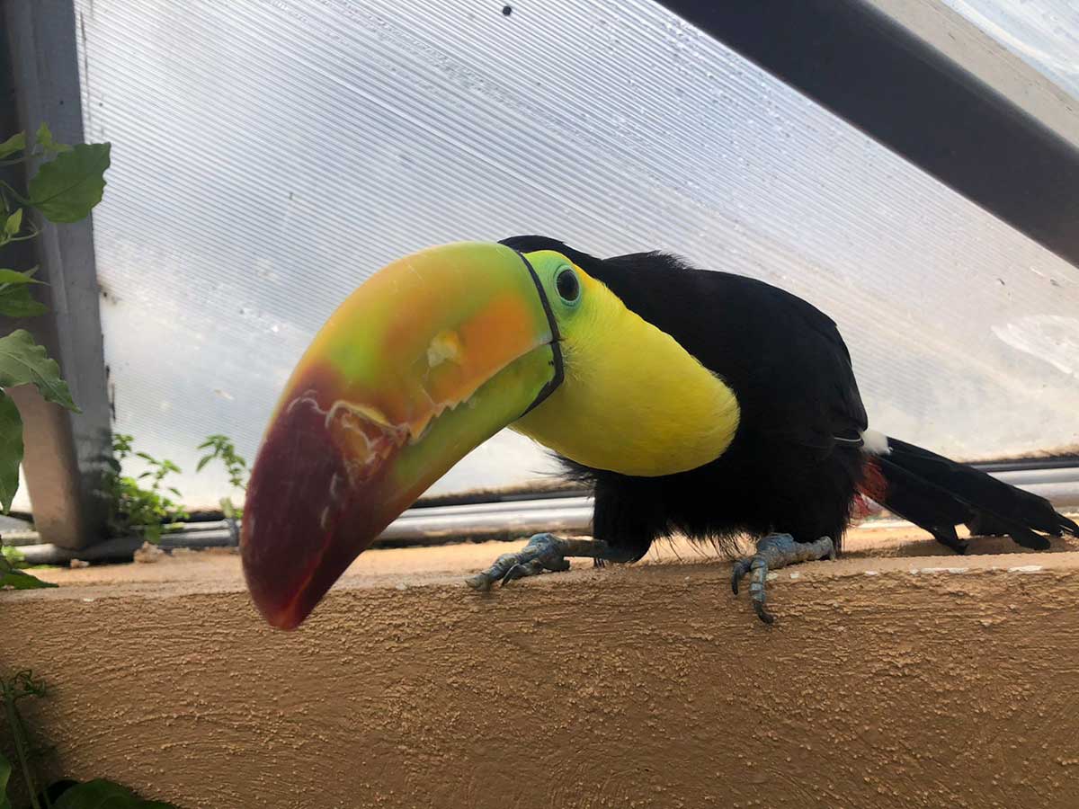 Estrenan selva en el Zoológico de Zacango para tucanes