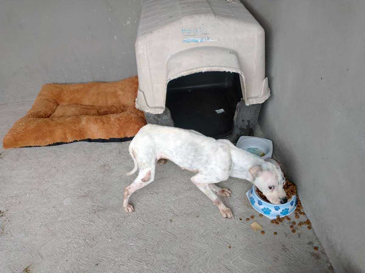 Sigue maltrato en Centro de Control y Bienestar Animal de Toluca