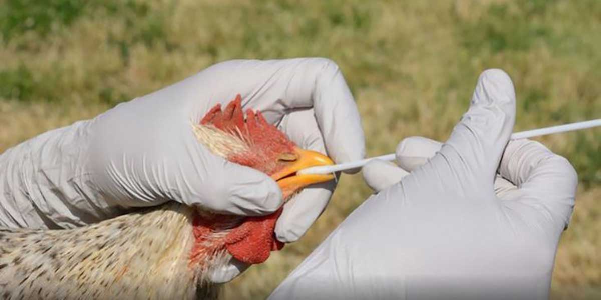 Alertan sobre caso de influenza aviar en el Edomex
