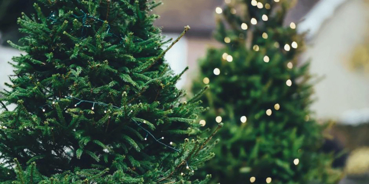 450 mil árboles navideños disponibles en el Edomex 