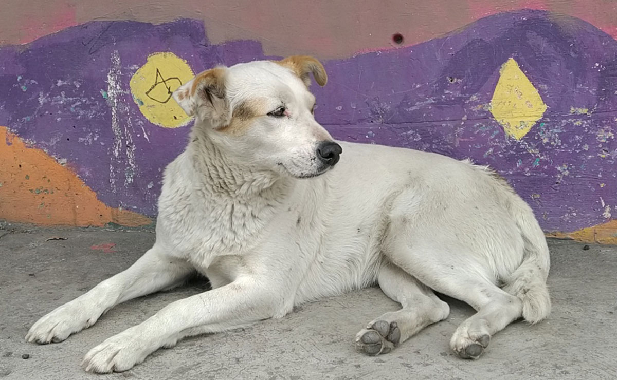 Perrito de la calle en Toluca