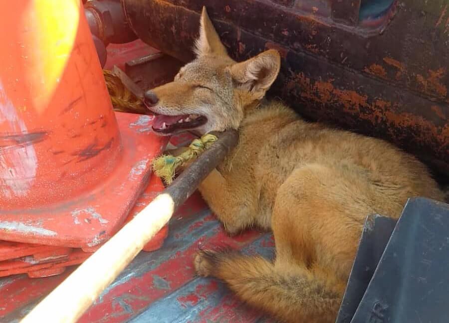 Bomberos de Toluca capturan un coyote en Capultitlán