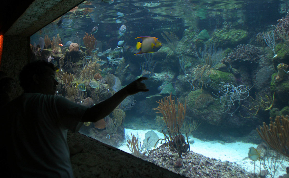 ¡Atención estudiantes de la UAEMex! Aprovecha el descuento para visitar el Acuario Inbursa
