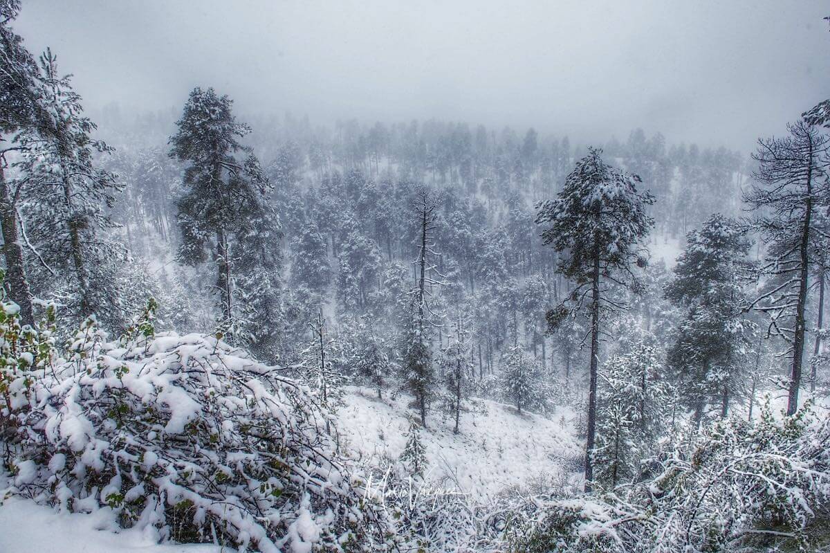 Aspecto del bosque del nevado de Toluca / Volcán Xinantécatl