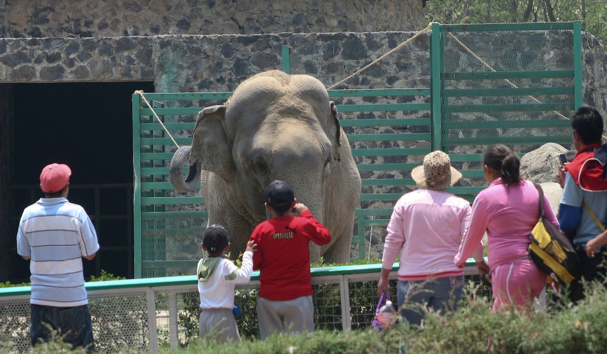 Familias admirando a un elefante