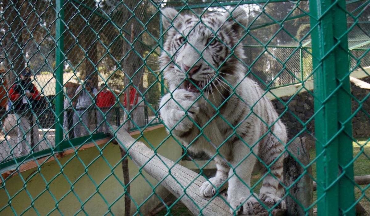 Tigre en el Zoológico de Zacango 2023