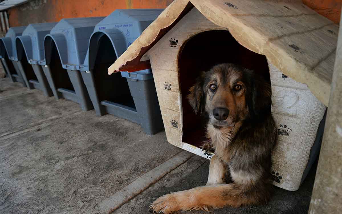 ¿En qué lugar puedo hacer una denuncia por maltrato animal en Edomex 2023?