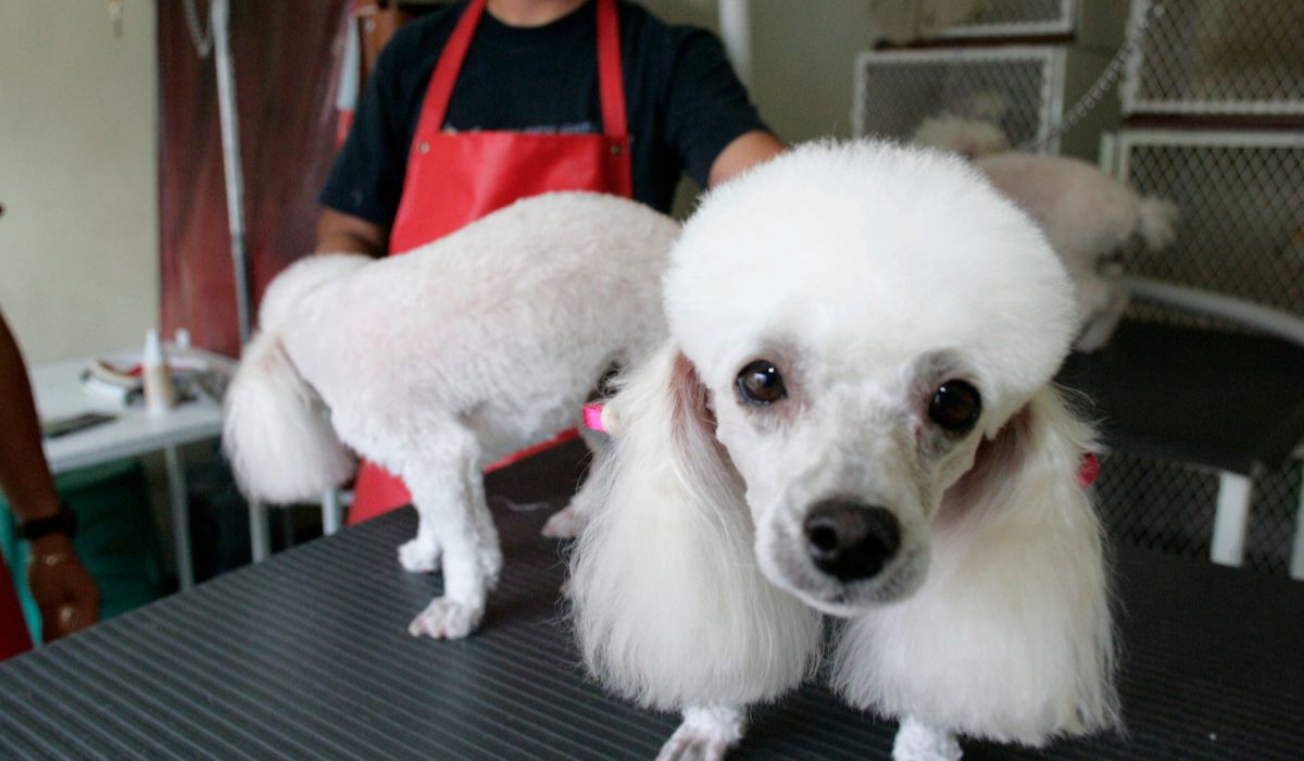 Perrito en una sesión de limpieza