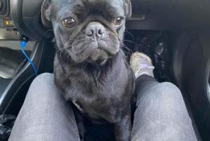 perros embargados