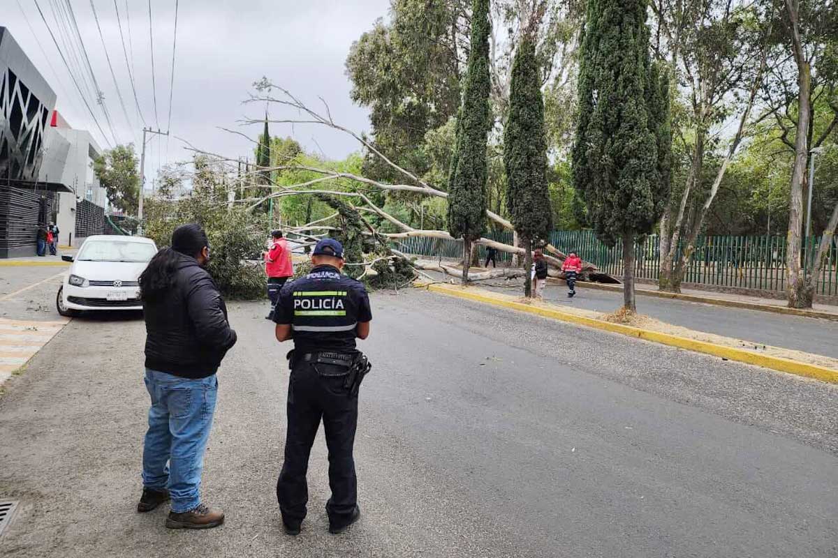Fuertes vientos en Toluca derriban un árbol en calle Urawa