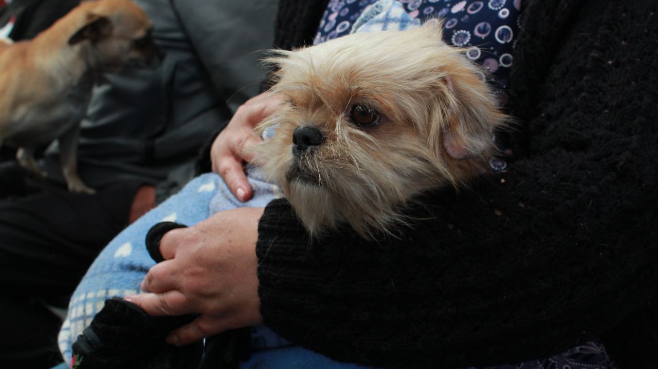 hay que llevar a vacunar a las mascotas