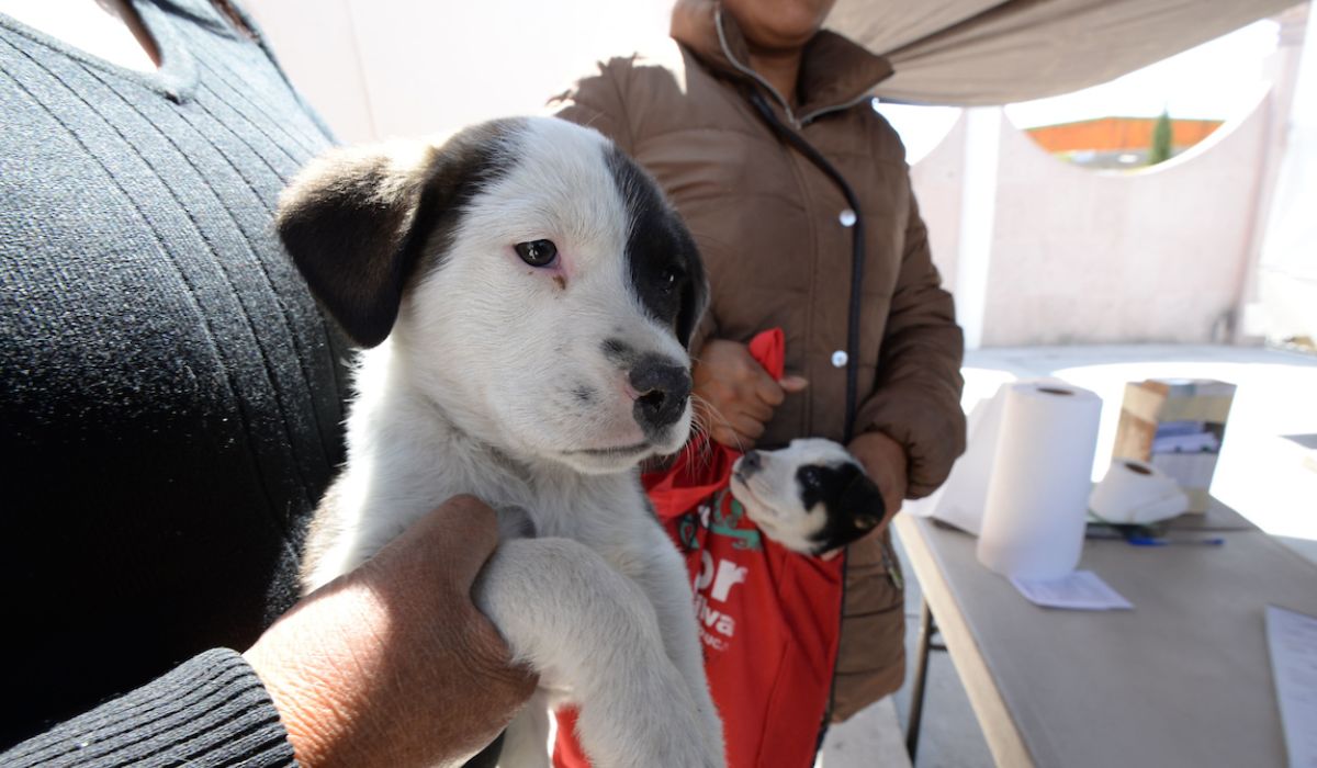 Perrito en una Campaña de esterilización en Toluca