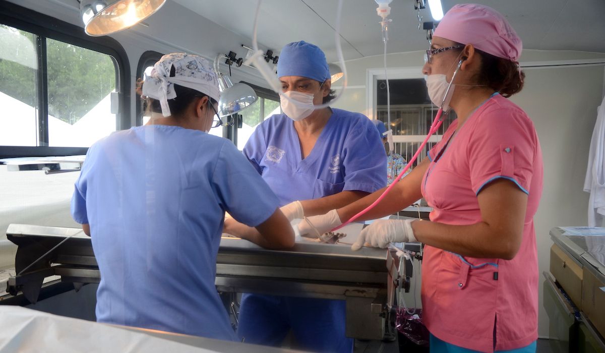 ¡Campaña de esterilización en Toluca!, checa las fechas y los requisitos