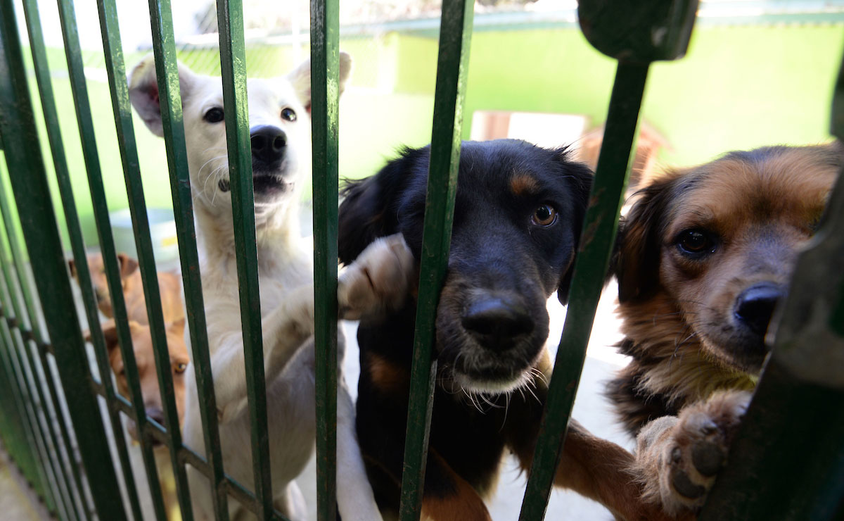 ¿Cómo sacar una cita para esterilizar a mi peludito en Toluca?