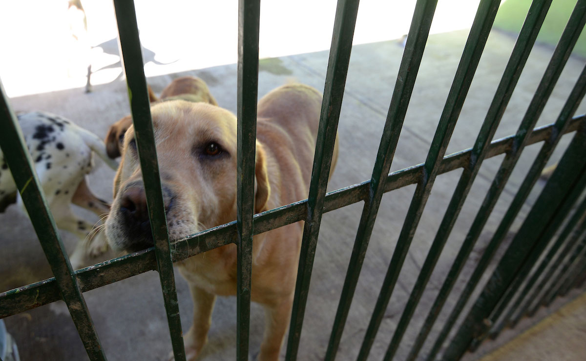 Perrito detrás de una rejas en el Centro de Control Animal en Toluca