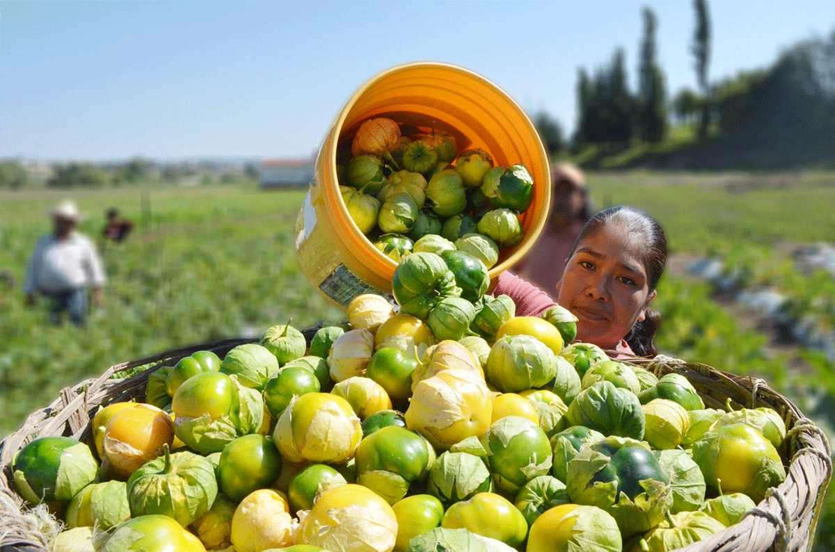 Reactiva Temoaya la producción de tomate. ¿Dónde y cuánto están cosechando?
