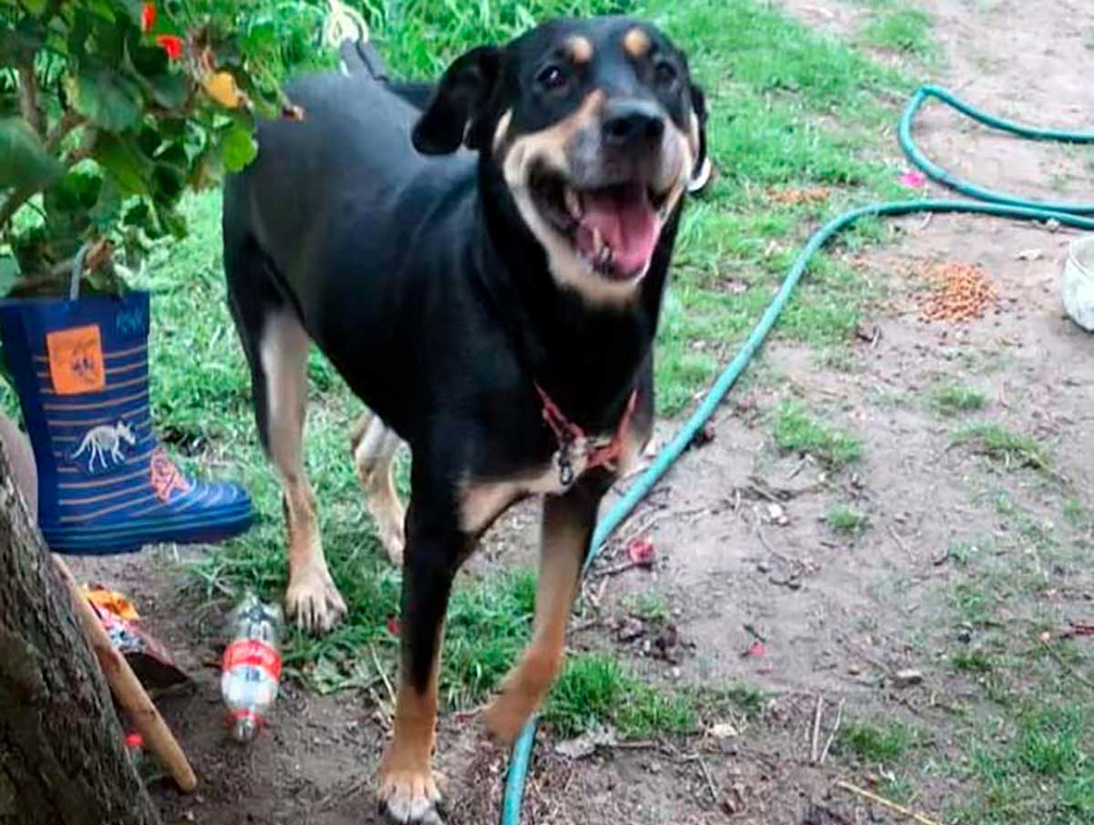 Lomito hembra en condiciones de abandono en Metepec