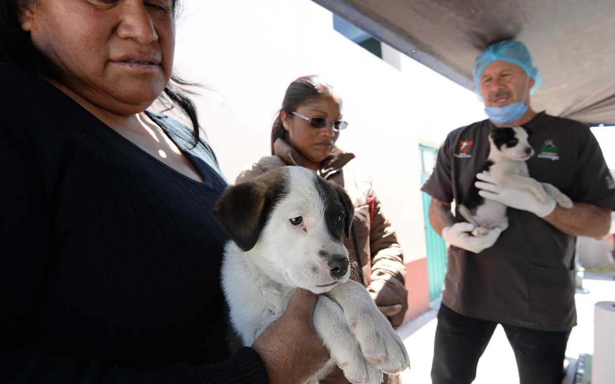 perrito en campaña de esterilización gratis en toluca