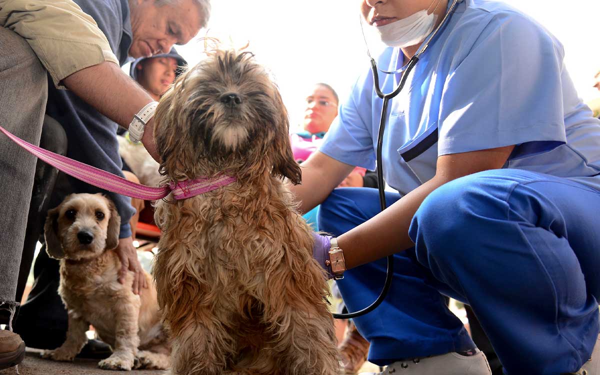 mascotas siendo revisadas en campaña de esterilización gratis en toluca