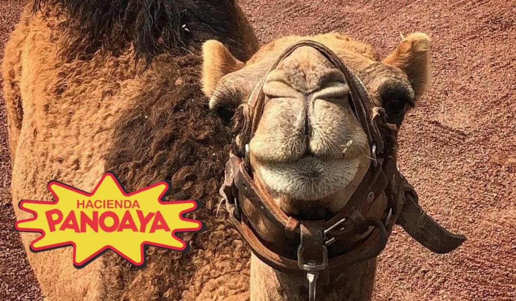 ¡Visita a Camelia y Goyo, los dromedarios de la Hacienda Panoaya!. Noticias en tiempo real