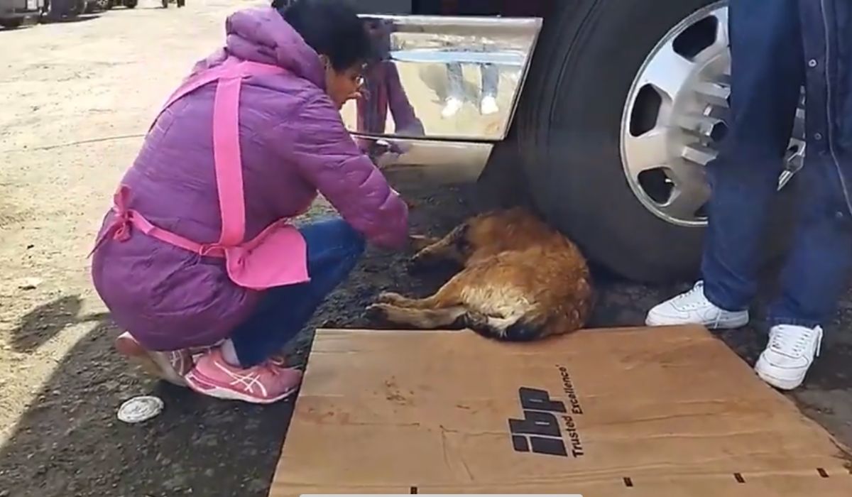 Perro barbitas herido en la Central de Abastos de Toluca