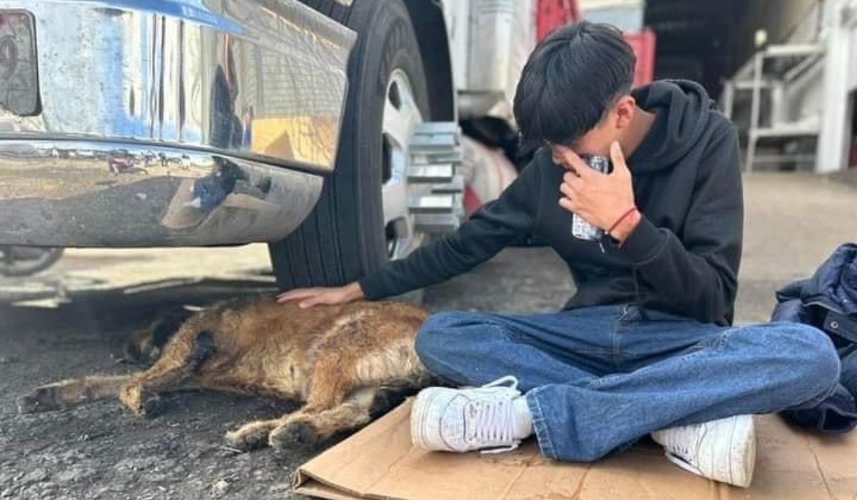 ¿Qué se sabe de barbitas, el perro herido en la Central de Abastos de Toluca?