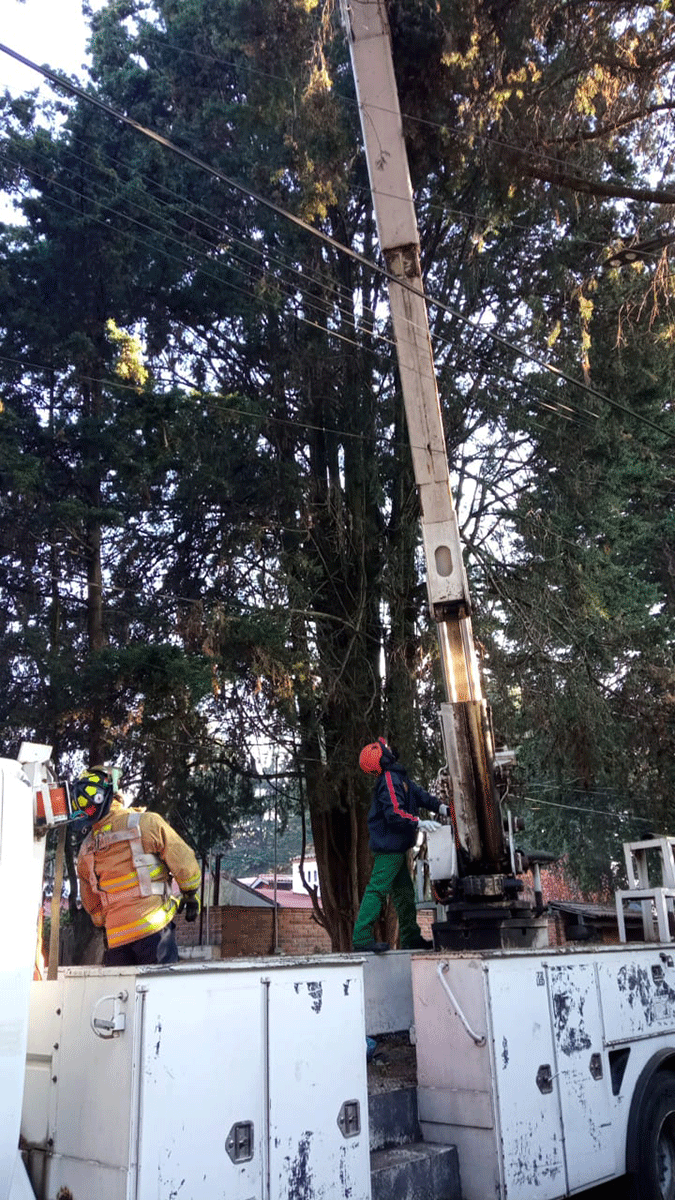 Bomberos y Protección Civil de Metepec rescatan a un gatito atrapado a más de 20 metros de altura, en un árbol