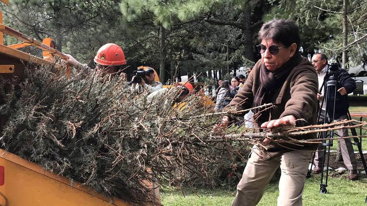 Y ahora qué hago con mi Árbol de Navidad natural Probosque habilita 17 centros de acopio para reciclarlos