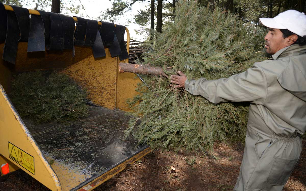 que hacen con los árbol de Navidad natural en Metepec 2024