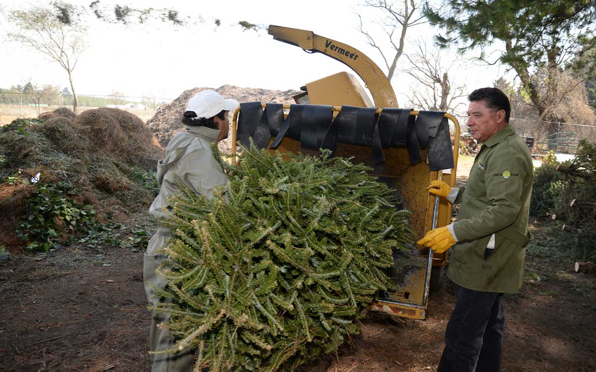 ¿Dónde reciclo mi árbol de Navidad natural en Metepec 2024?