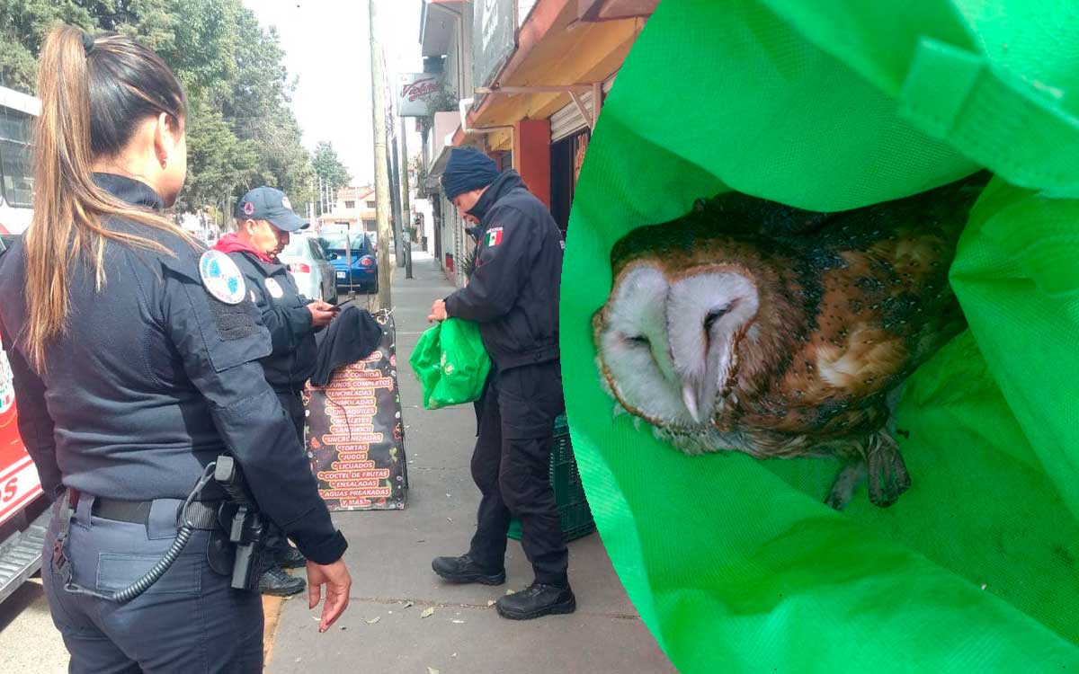 que pasara con la lechuza en metepec