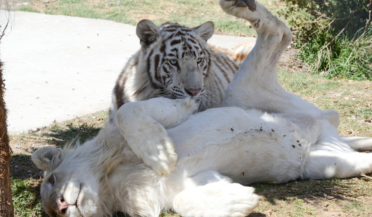 hembras tigre blanco del Zoológico de Zacango
