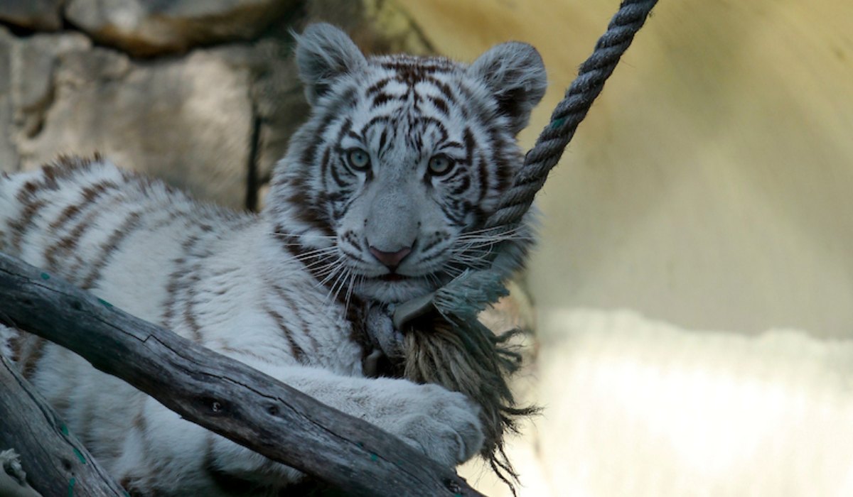 ¡Ponle nombre a las hembras tigre blanco del Zoológico de Zacango! Así puedes participar 