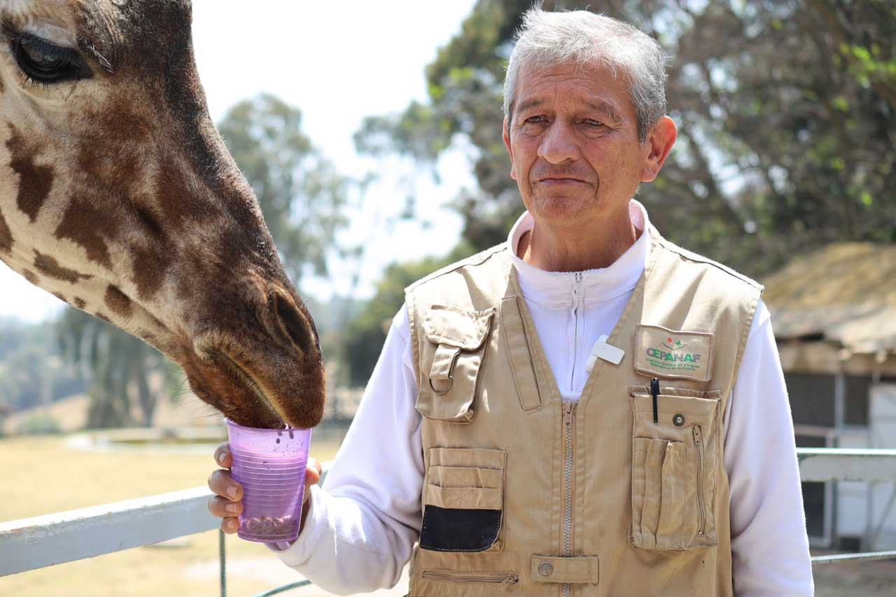 Egresado de la UAEMéx alimenta a jirafa de Zacango