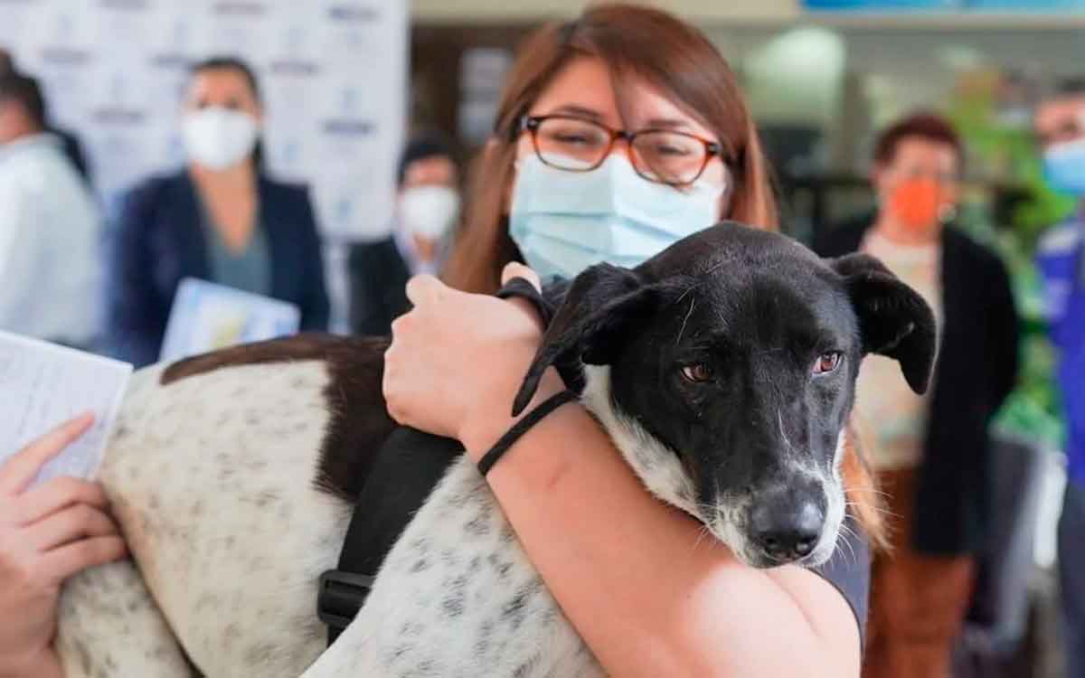  vacunacion mascotas zinacantepec 2024 sera de 7 dias