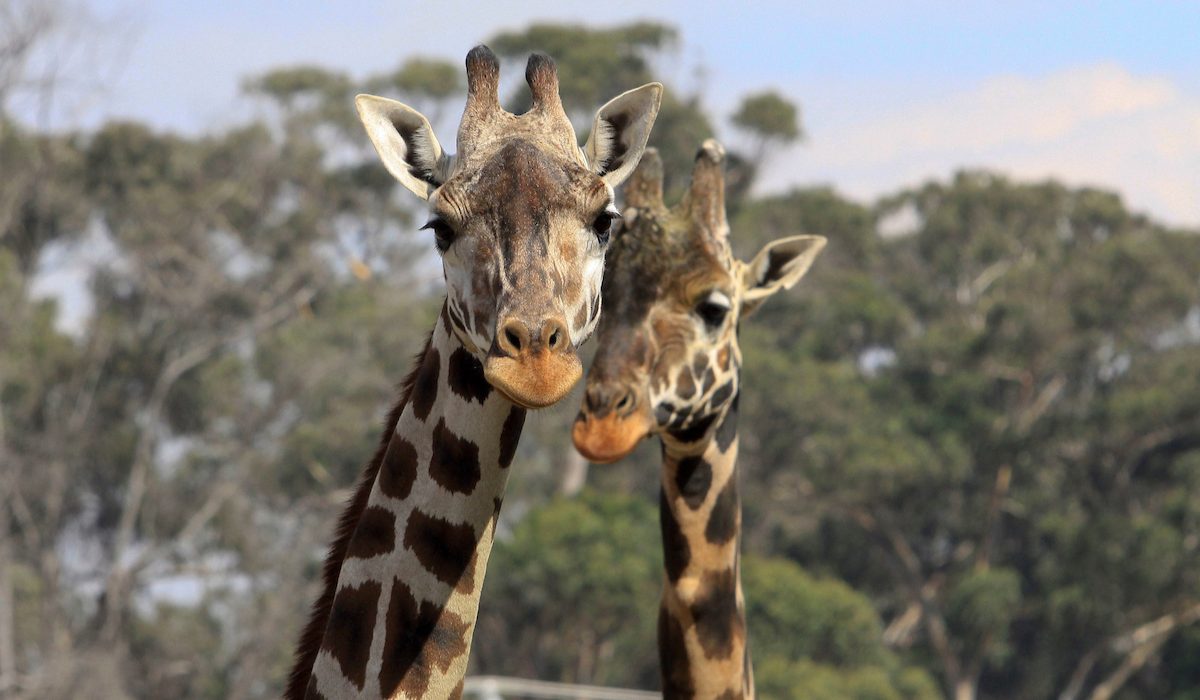 ¡Vive la experiencia animal con jirafas, lémures y rinocerontes en el Zoológico de Zacango!