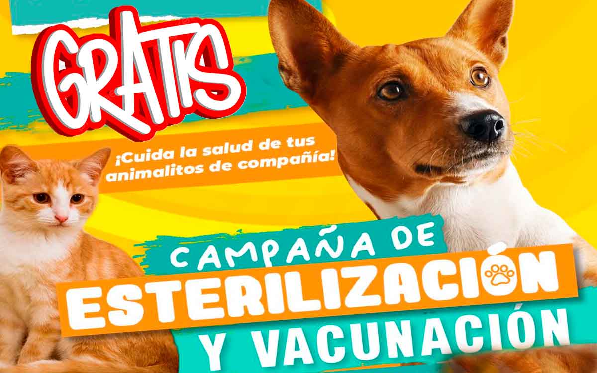 Nueva campaña de esterilización para mascotas en Toluca