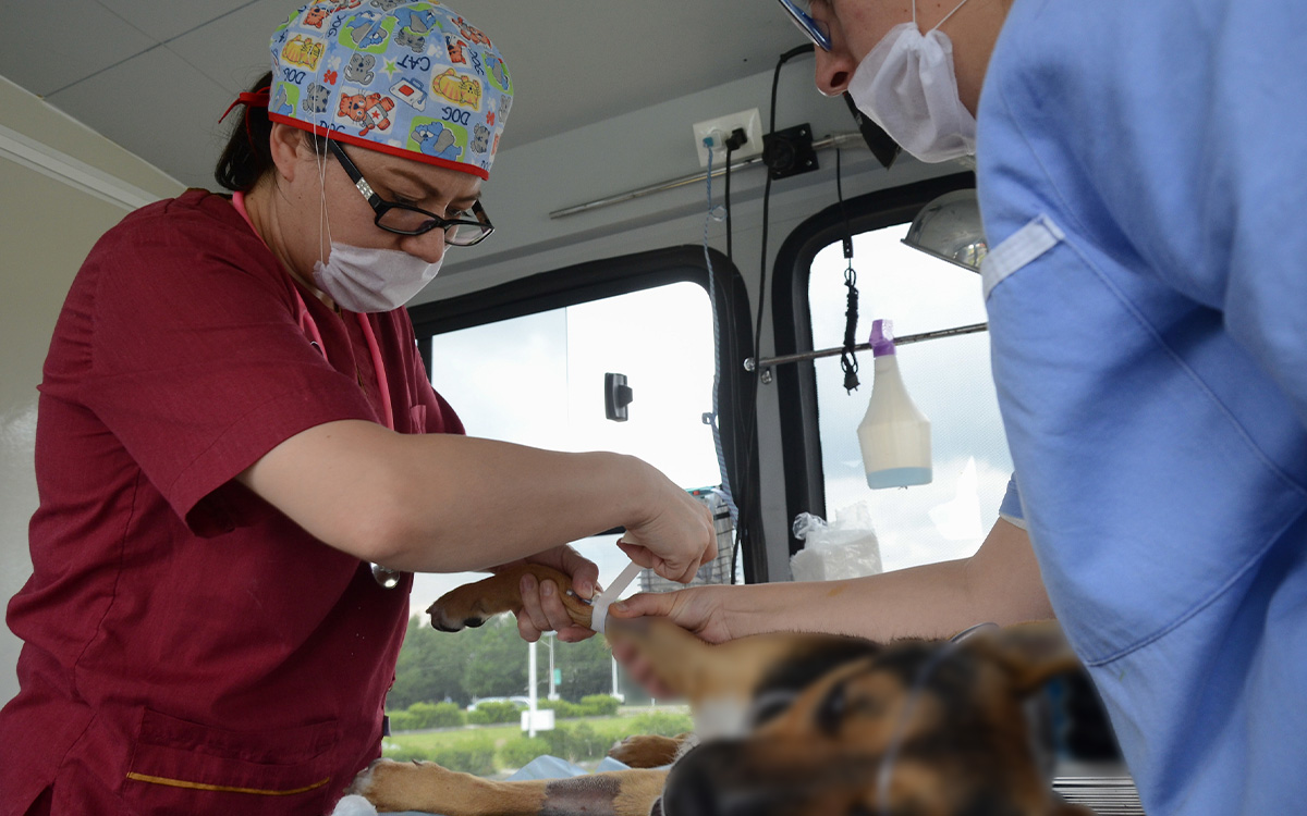 veterinarios en campaña de esterilizacion toluca