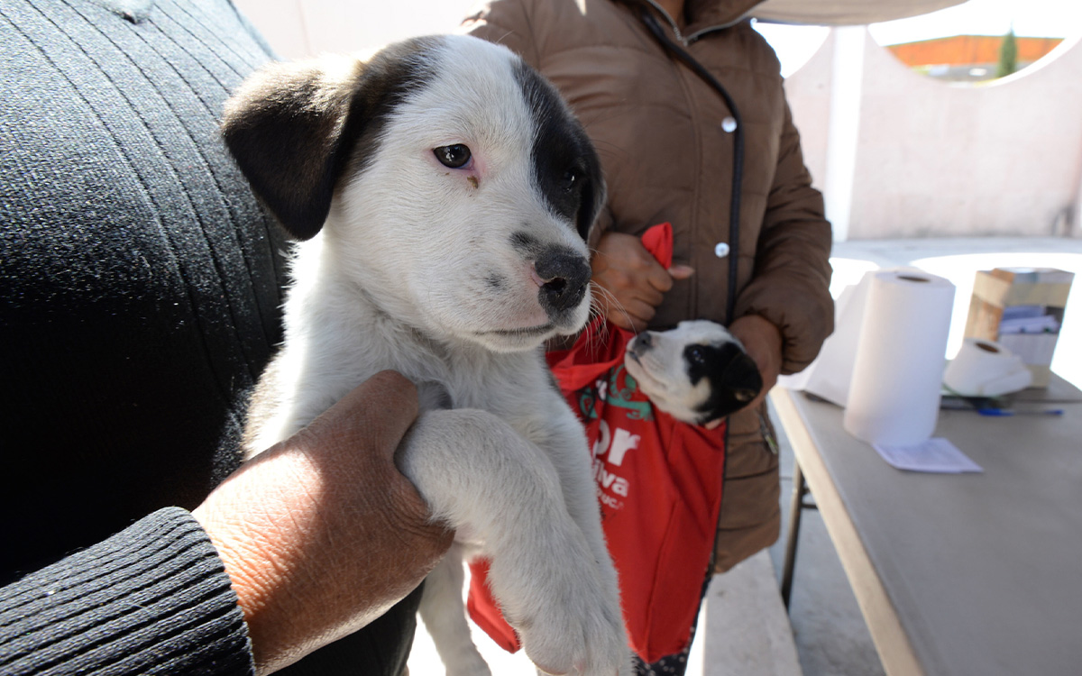 Campaña de vacunación y esterilización gratis para mascotas en Toluca