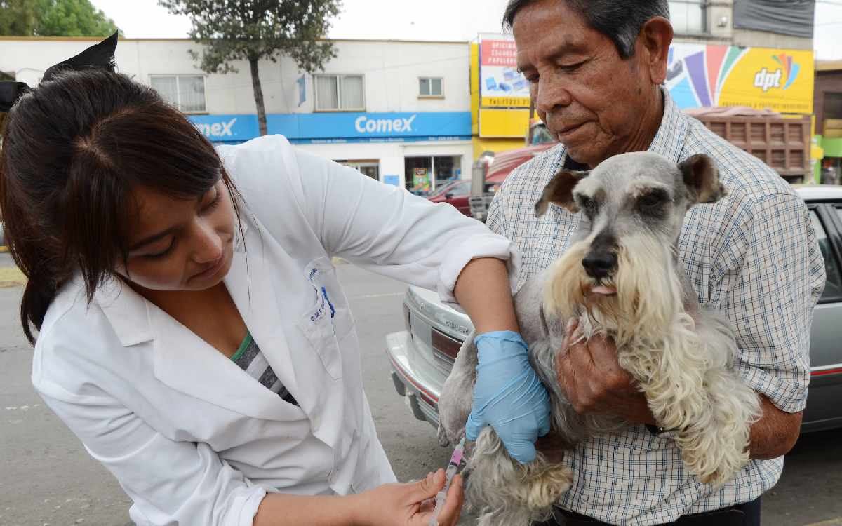 mascotas en campaña de esterilizacion toluca