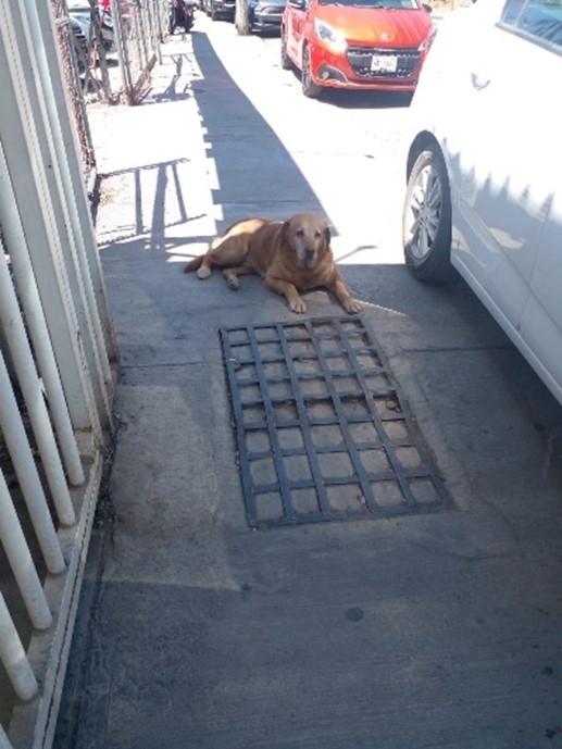 UASLP promueve espacios para perros abandonados