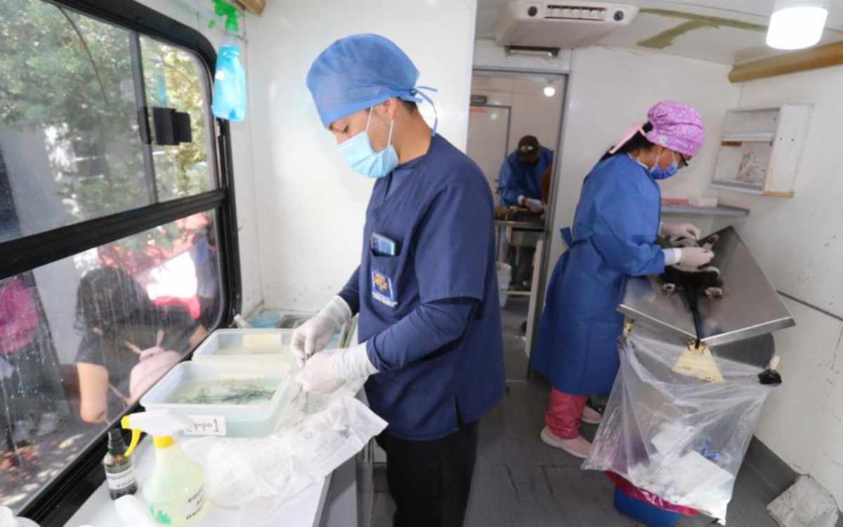 campaña para mascotas en toluca 2024