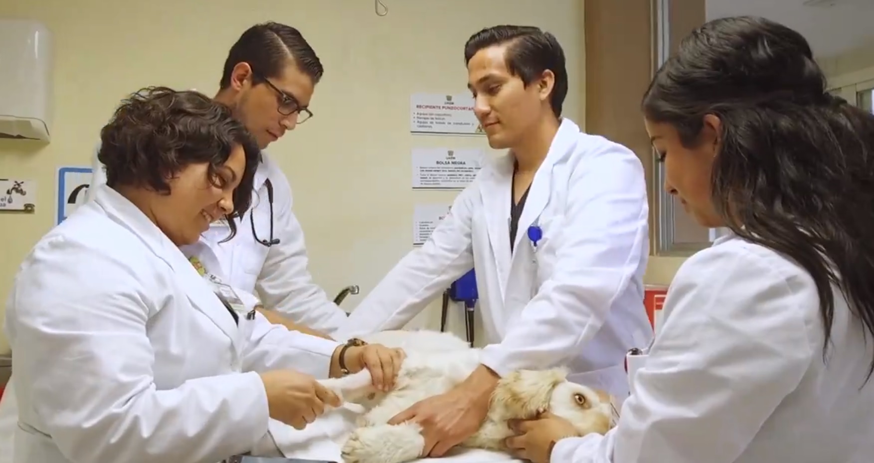 Estudiantes de UAEMéx en clínica de animales de compañía