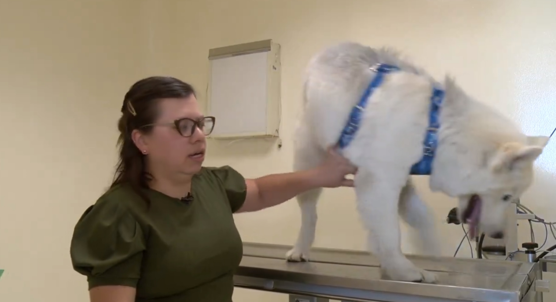 Clínica para animales de compañía de UAEMEX 