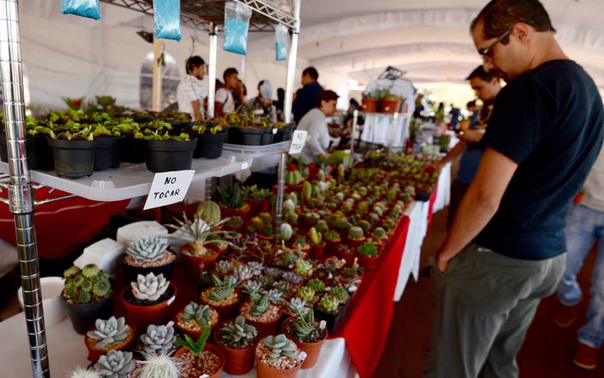 ¡Disfruta del próximo Festival Plantero en Toluca!