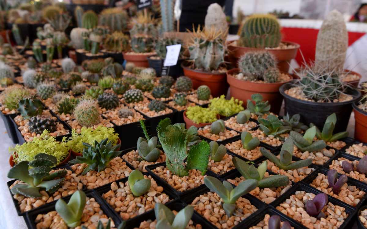 lugar de expo plantera en toluca 2 de junio